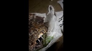 TOYOTA AVENSIS III T27 - Замена CVT масла в вариаторе.