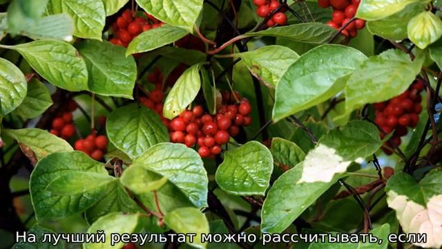 Лимонник китайский: выращивание и уход смотреть онлайн