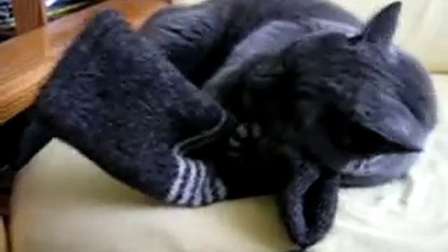 Кот Василий и носки. смотреть онлайн