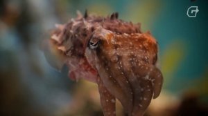 История Minecraft: От рождения до захвата мира!