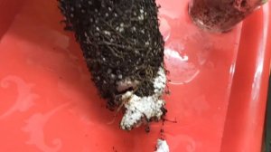 Пересаживаю стрептокарпусы/Удобные горшки в поддоне/Transplanting streptocarpuses into new pots