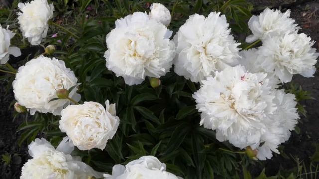 Белый пион Ширли Темпл.Наш любимец гвоздичный пион! Июнь 2020. смотреть онлайн