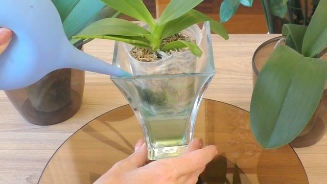 Осторожность и контроль! Особенности содержания орхидей во мхе. смотреть онлайн