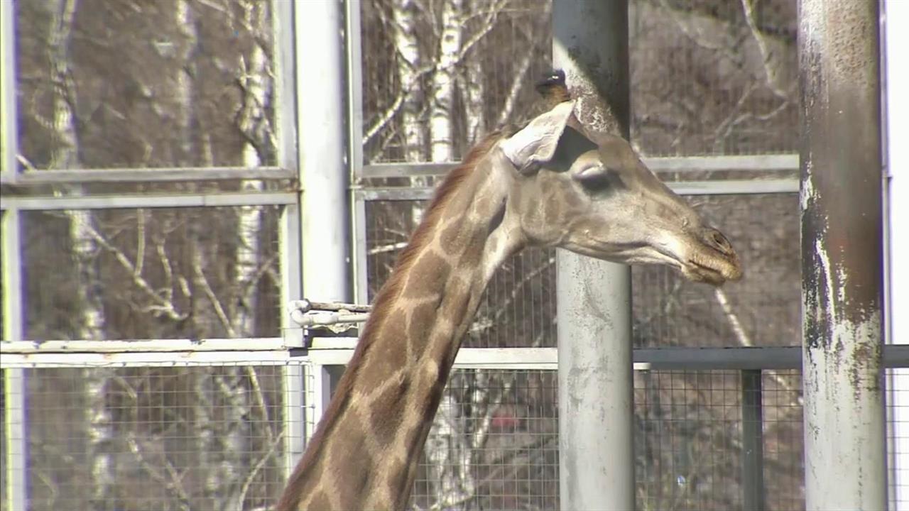 Неравнодушные люди по всей стране приходят на помощь зоопаркам
