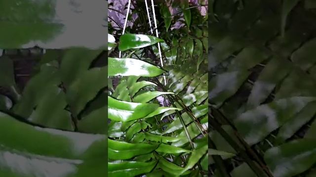 ?Папоротник .Гигантум.?Не прошла мимо.?