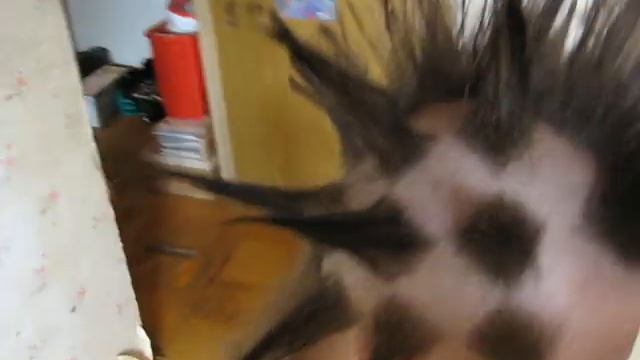 Шипы и ирокез по боку, 2007 год смотреть онлайн