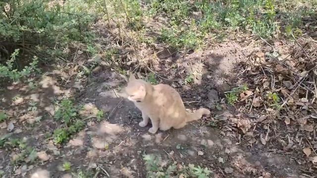 ДАЧНЫЙ ВЛОГ. Открытия 2го дачного сезона, что изменилось за 2021 год! смотреть онлайн