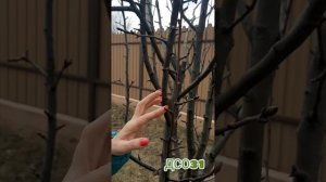 Первая обработка плодовых 🌳деревьев, и 🌲туй.