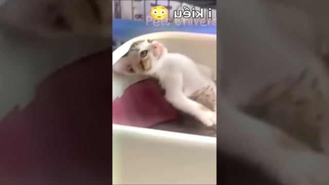Ставь ЛАЙК если любишь котиков 💔😂 смотреть онлайн