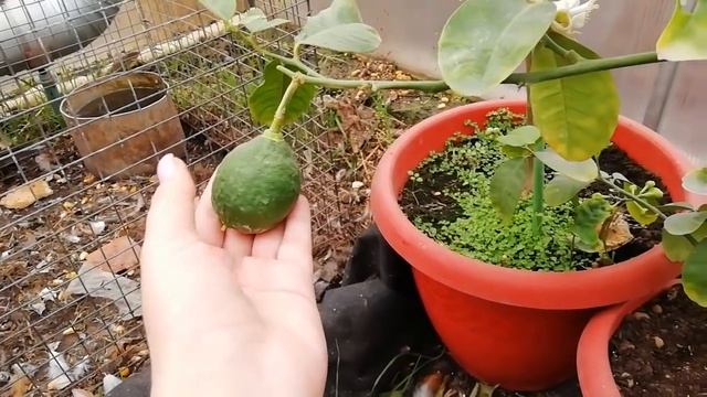 Весна у растений в теплице. Цветение комнатных лимонов, грейпфрута, Рука Будды. смотреть онлайн