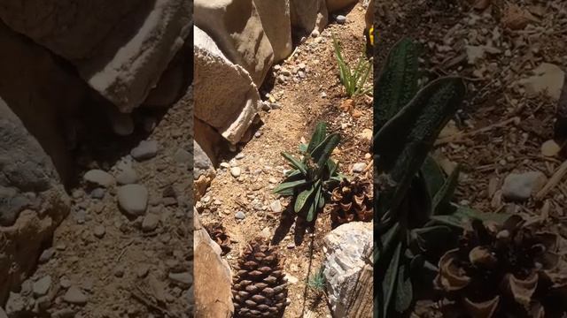 Tiger Aloe preparing to flower