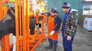 Практический урок по фиксации коровы в станке для обрезки копыт