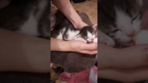 Как выкормить котёнка без кошки?