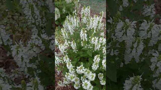 Красивая клумба с белыми цветами