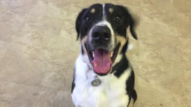 Walter -Chicago Canine Rescue смотреть онлайн