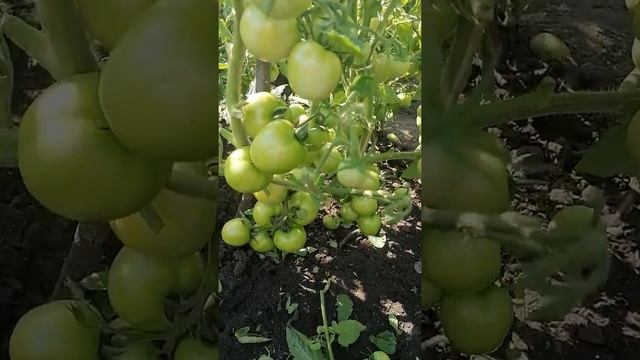 Томат "Видимо не видимо" полностью оправдывает  свое название.