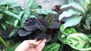 Калатеи моей коллекции . Обзор.