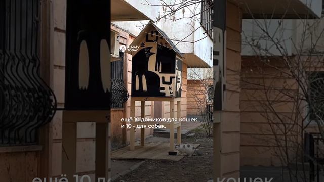 Первый домик для бездомных кошек появился в Алматы