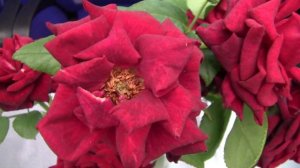 В Иркутске с 23 по 24 июля 2024 года проходила масштабная выставка цветов «Розы и лилейники»