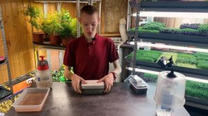 Как вырастить микрозелень бораго?