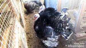 ИНДЮКИ Бронзовые Широкогрудые в 5 месяцев