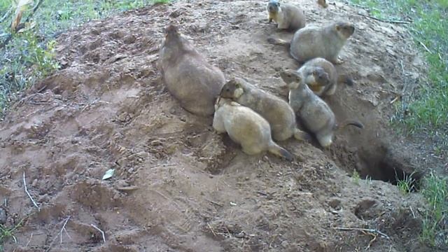 ID1619/ИрГАУ/Другие виды животных/Семья тарбагана смотреть онлайн