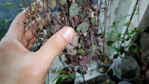 ИСТОРИЯ появления цветов в моём доме.Обзор ЦВЕТОВ с АВИТО, ВКОНТАКТЕ,комнатные цветы в ноябре.