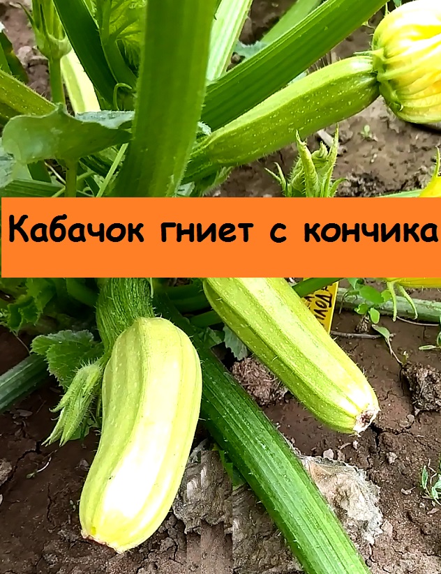 Если кабачки гниют маленькими что делать. Обработка кабачки.