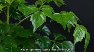 Радермахера — уход в домашних условиях