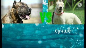 канарский дог VS гуль-донг