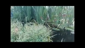 Маугли. Новые приключения _часть 7.   Путешествие по "Амазонке"