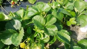 Шарлотта, земляника сказка!!! Супер сорт НСД!!!