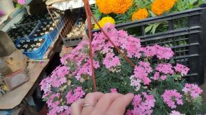 вербена ампельная