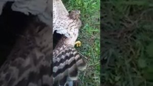 Коршун атакует.