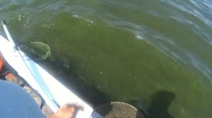 Рыбалка на кольцо. Волга. Охота на гигантского леща.