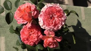 Лоран Каброль - парковая роза, питомник роз Полины Козловой, rozarium.biz