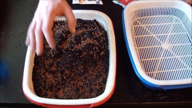 #экочервь Как вырастить микрозелень. Микрозелень в домашних условиях. microgreens
