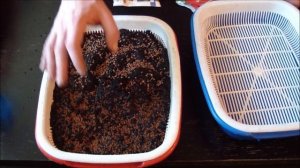 #экочервь Как вырастить микрозелень. Микрозелень в домашних условиях. microgreens