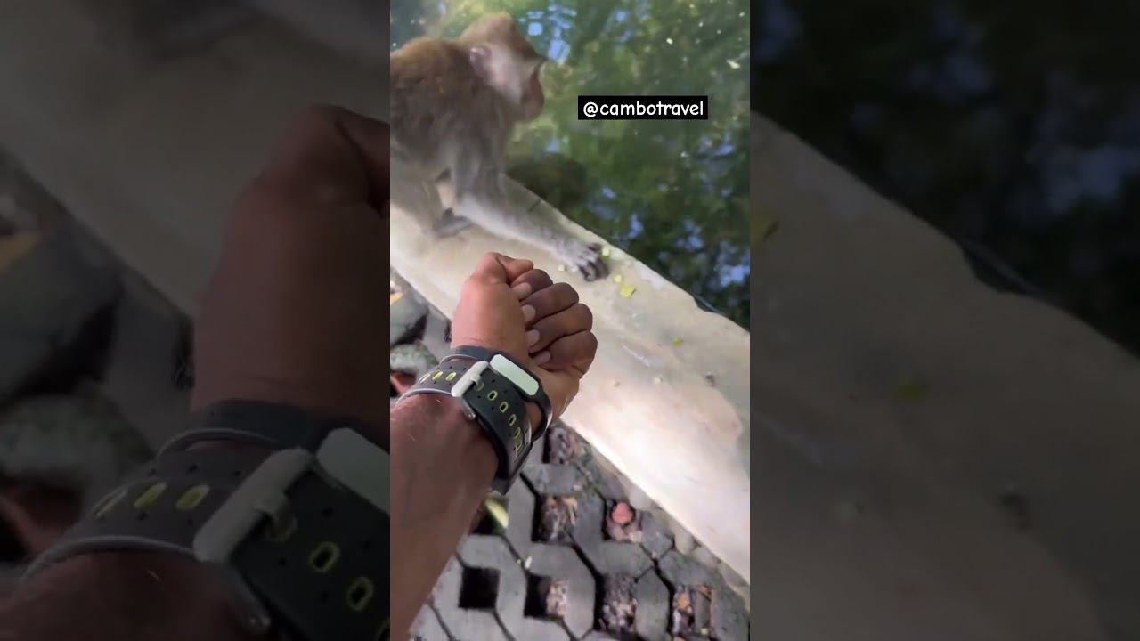 Макака и Факович #камбоджа смотреть онлайн