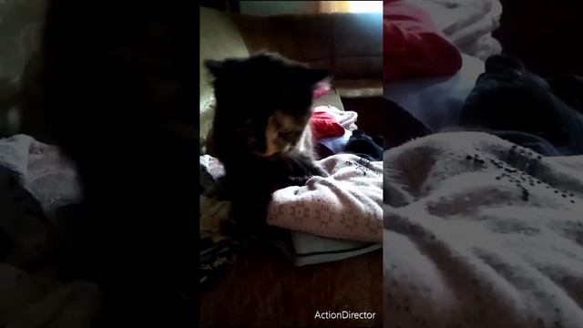 Приколы с котами#12Забавные животные. Смешные видео. смотреть онлайн