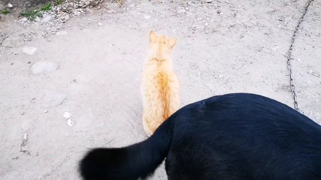 Подсобное хозяйство в ЛАТВИЙСКОЙ деревне