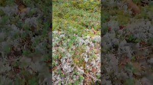 Сбор брусники в Финляндии