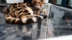 Выставка кошек и котят в Москве Где купить кошку #кошки #выставкакошек #котёнок #галинаподлеских