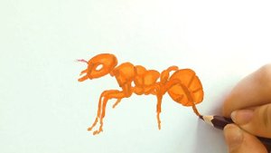 Красный Огненный Муравей- Один из Самых Опасных Видов Муравьев! Рисуем Маркерами! Легко и Просто!