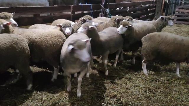 иль де Франс ярки 9-11 месяцев смотреть онлайн