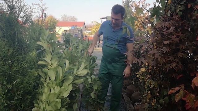 Oszlopos babérmeggy (Prunus laurocerasus 'Genolia') смотреть онлайн