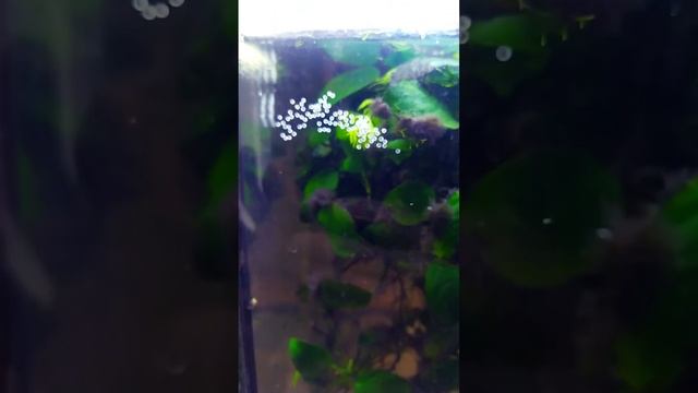 Аквариумный сомик Золотистый! Результат нереста. смотреть онлайн