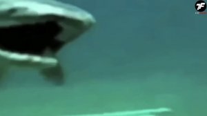 Нечто Жуткое Дайверы Обнаружили в Марианской Впадине