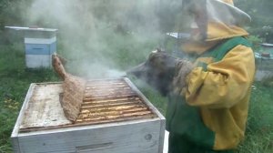 Пасека 2016. Людиново.