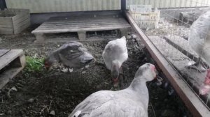 Мускусные утки - первые утята сезона//Утки на яйцах